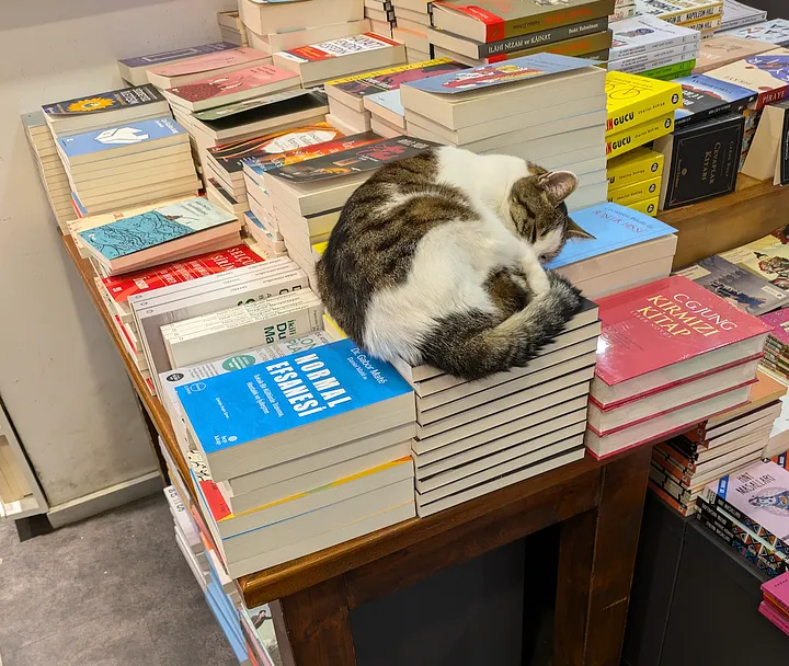 伊斯坦堡書店的貓