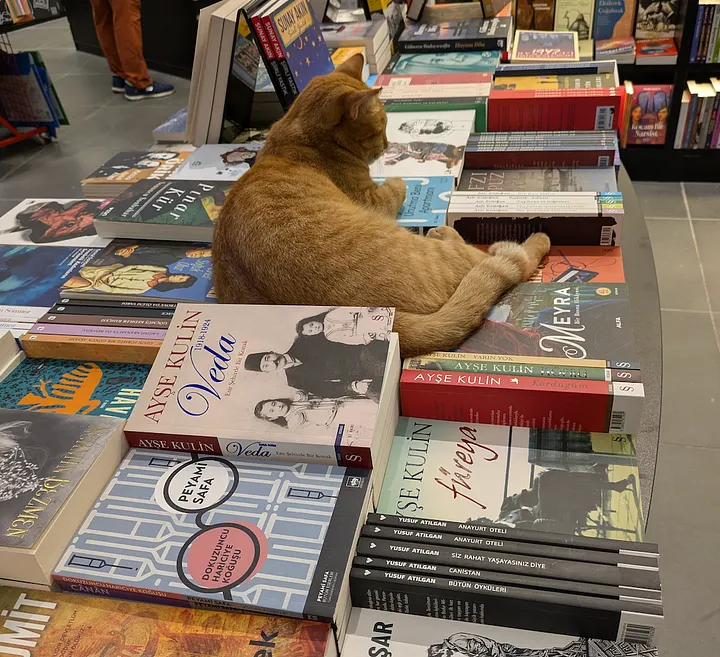 伊斯坦堡書店的貓
